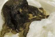 The ‘Oxford Dodo’ Offers Scientists The Only Access To Biological Information About This Amazing Creature