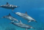 Newly Published Research Shows That Dolphin Language May Be Much More Complex Than Previously Known