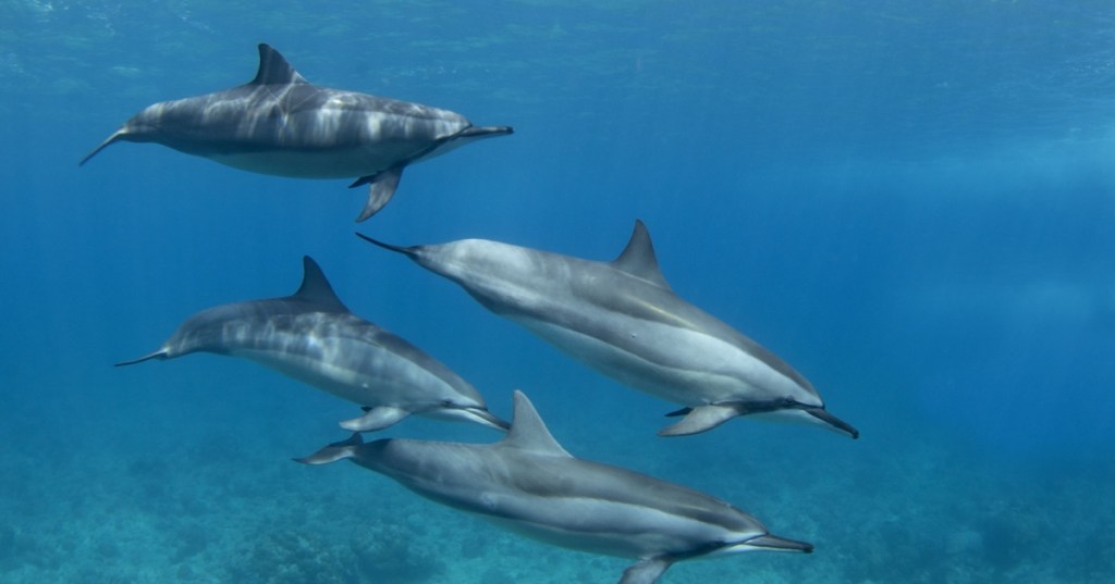 Dolphins swimming
