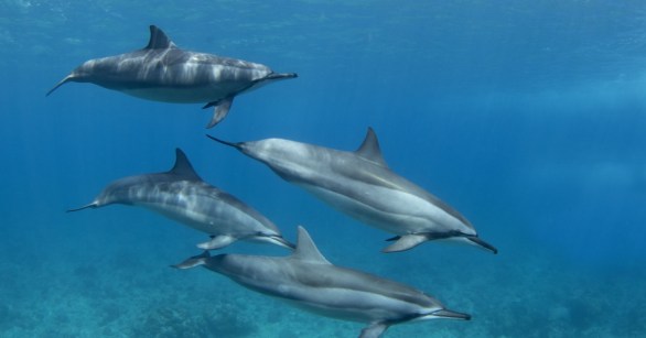 Dolphins swimming