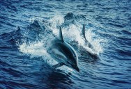 With Google’s New AI Technology, You Could Soon Be Able To Talk To Dolphins