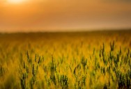 New Research Suggests Farmland Around Chernobyl Could Now Produce 20,000 Hectares Of Safe Crops