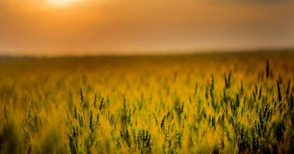 A Ukrainian wheat field at sunset