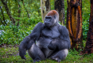 New Research Shows That Some Groups Of Gorillas Actively Forage For Truffles, Proving They Have Excellent Taste