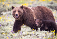 Grizzly Bears Haven’t Been Seen In California For Over 100 Years, But That May Be Changing Soon