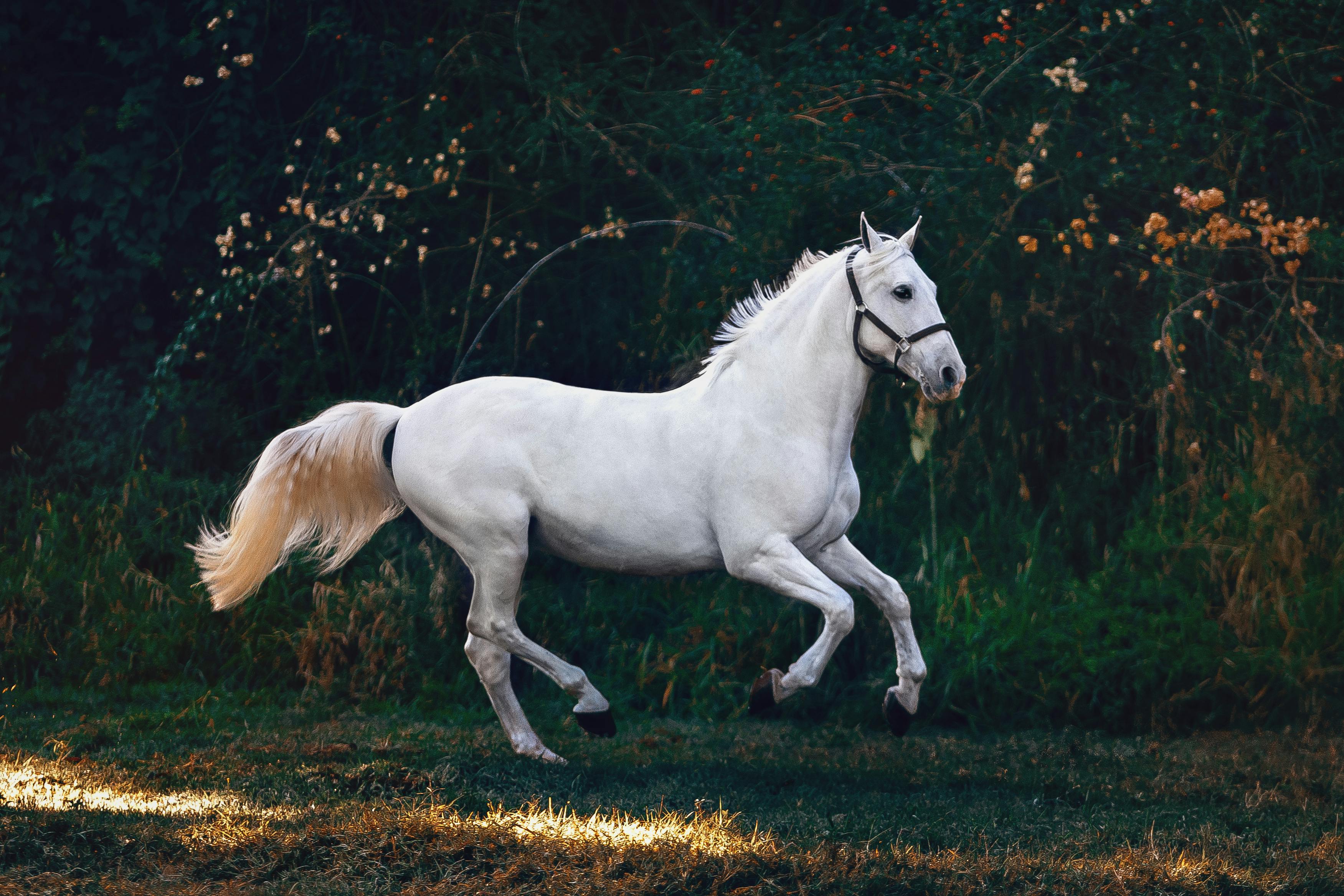 A white horse running