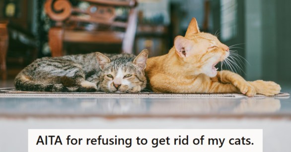 Two cats relaxing in the sun cleaning themselves