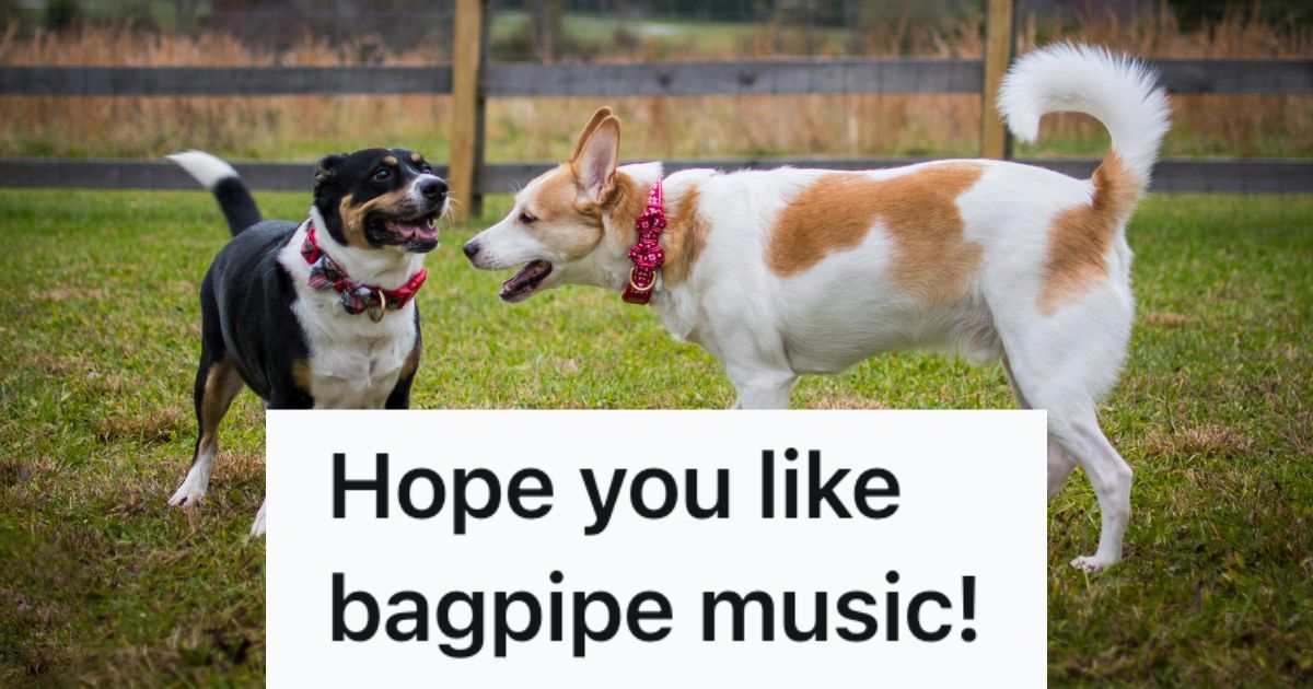 Two dogs playing outside