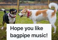 Her Neighbor Won’t Stop Her Dogs From Barking, So She Found A Loud Solution Of Her Own