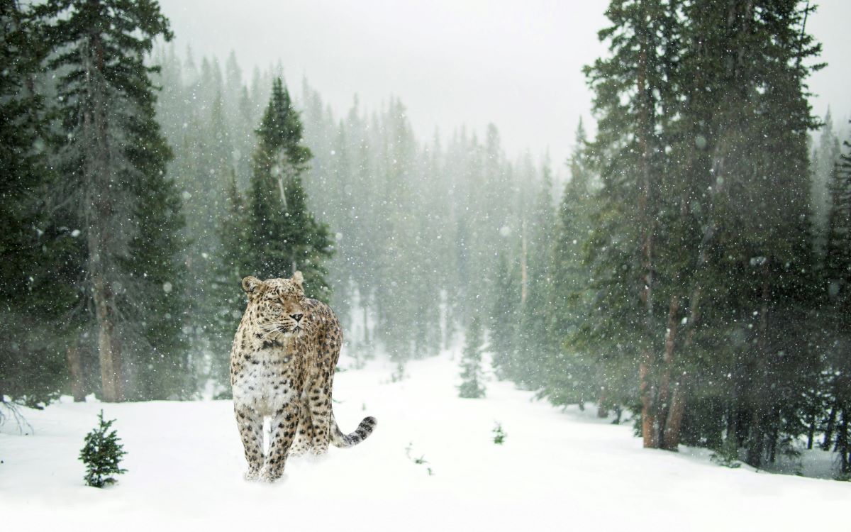 A snow leopard in a snowy landscape