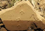 A Storm Revealed Mysterious Footprints On A New Zealand Beach, Leaving Researchers In A Race Against Time To Preserve Vital Evidence Of The Country’s Massive, Long-Lost Bird