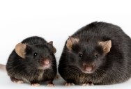 Research Shows That Turning Off One Protein Can Make Mice And Humans Immune To Obesity, But It Comes With Dangerous Side Effects