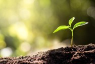 Gophers Were Able To Speed Up The Recovery Of The Ecosystem Of Mount Saint Helens By Decades In Just One Day