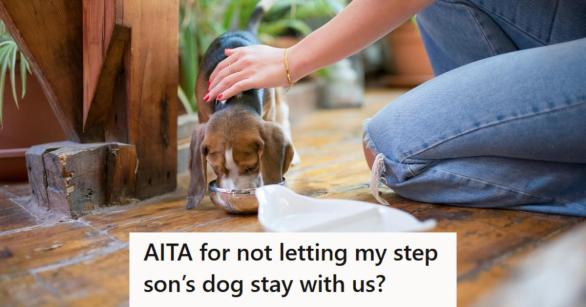 Woman petting a beagle puppy who is eating food