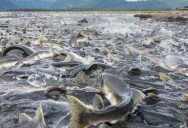 Why Do Salmon Go Through One Of The Most Difficult Migration And Reproduction Cycles On Earth?