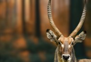 Scientists Are Trying To Save One Of The Rarest Mammals In The World: The Asian Unicorn