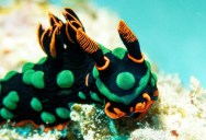 New Study Finds The Most Vibrant Sea Slugs Are Those That Have Evolved To Show Their Colors In Daylight