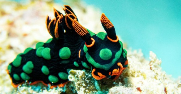 A sea slug with bright orange and green patterns