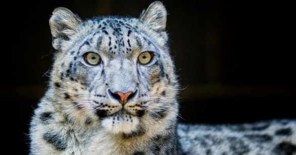 A close-up of a snow leopard