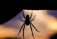 Scientists Have Successfully Used CRISPR Gene Editing Technology To Create A Spider With Glowing Red Silk