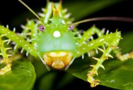Spiny Devil Katydid Evolved To Keep Making More And More Spines Until Nothing Would Want To Eat It