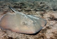 Extraordinarily Rare White Stingaree Caught On Video Off The Coast Of Australia