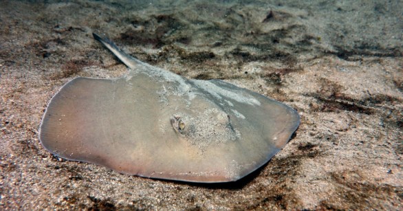 Normal colored stingaree