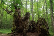 New Study Claims Trees May Be Able To Communicate With Each Other, And Even Have Memories Of Past Events