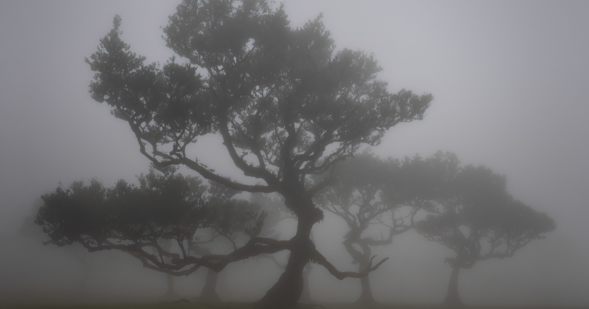 Trees in mist