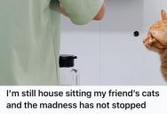 House Sitter Was Tormented By Two Cats, So He Got Petty Revenge In The Most Hilarious Way