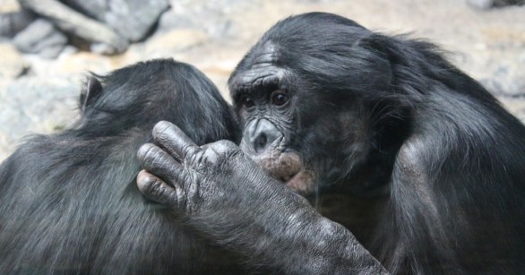 Two adult bonobos clutching one another