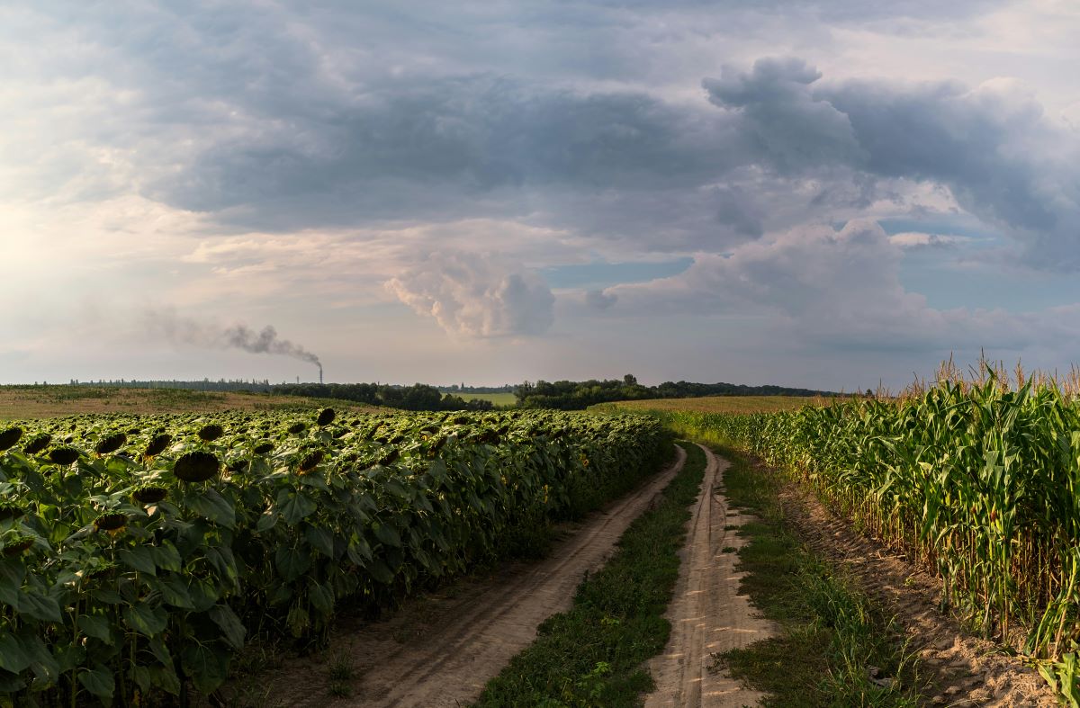 Sunflower and grain farming in Ukraine