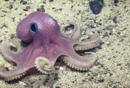 Members Of This Mysterious Species Of Octopus Look Completely Different To Their Friends