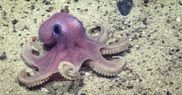 A Pacific Warty Octopus on the sea floor
