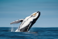 Study Looks At The Rare Evolution That Took The Ancestors Of Mammals Out Of The Sea And Back Again