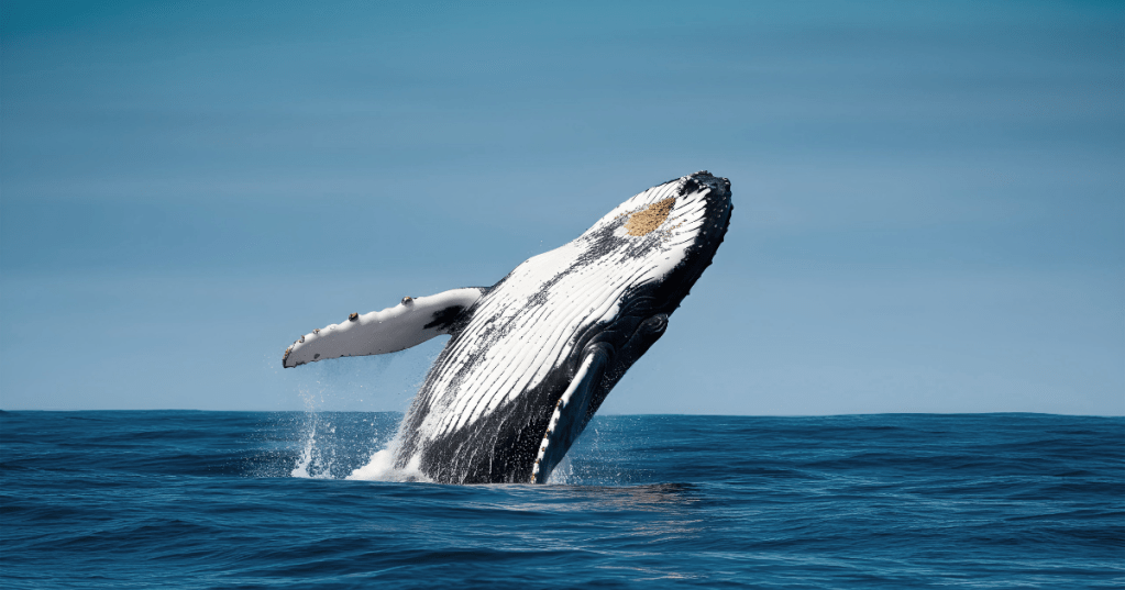 Whale jumping from water