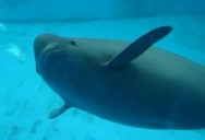 Researchers Turned To Ancient Chinese Poetry To Truly Understand This Endangered Porpoise