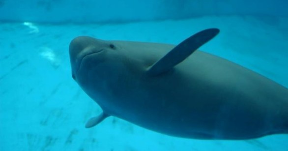 A close up of a Yangtze finless porpoise