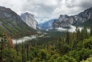 The Mule Deer May Look Unassuming And Tame, But It’s One Of The Most Dangerous Animals In Yosemite National Park