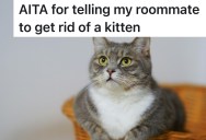 Roommate Lied About Her Cats Being Fixed, So Now There’s A Surprise Kitten And An Ultimatum