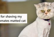 She Was Worried That A Cat With Matted Hair Was In Pain, So She Shaved it All Off Without The Owner’s Permission