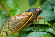 Researchers Use Tiny Electrodes To Make Cicadas Perform Classical Music On Command