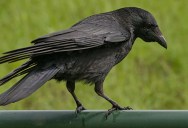 Scientists Have Shown That Crows Are Able To Understand Basic Geometry, Marking A First In The Animal Kingdom