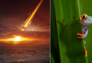 Why Did Animals Like Frogs Survive When Predators Like T. Rex Went Extinct?