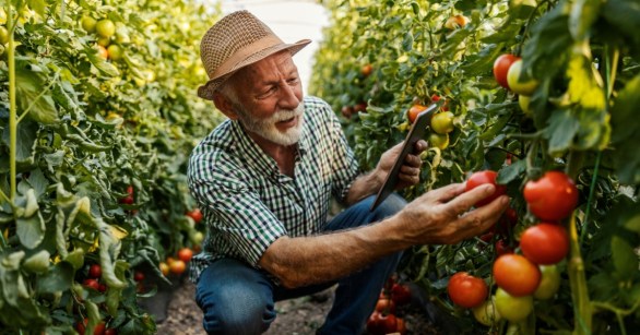 Older man gardening