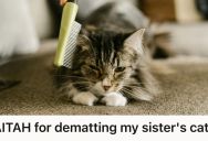 Their Sister Refused To Groom Her Cat Properly, So They Intervened And Were Blamed For Overstepping
