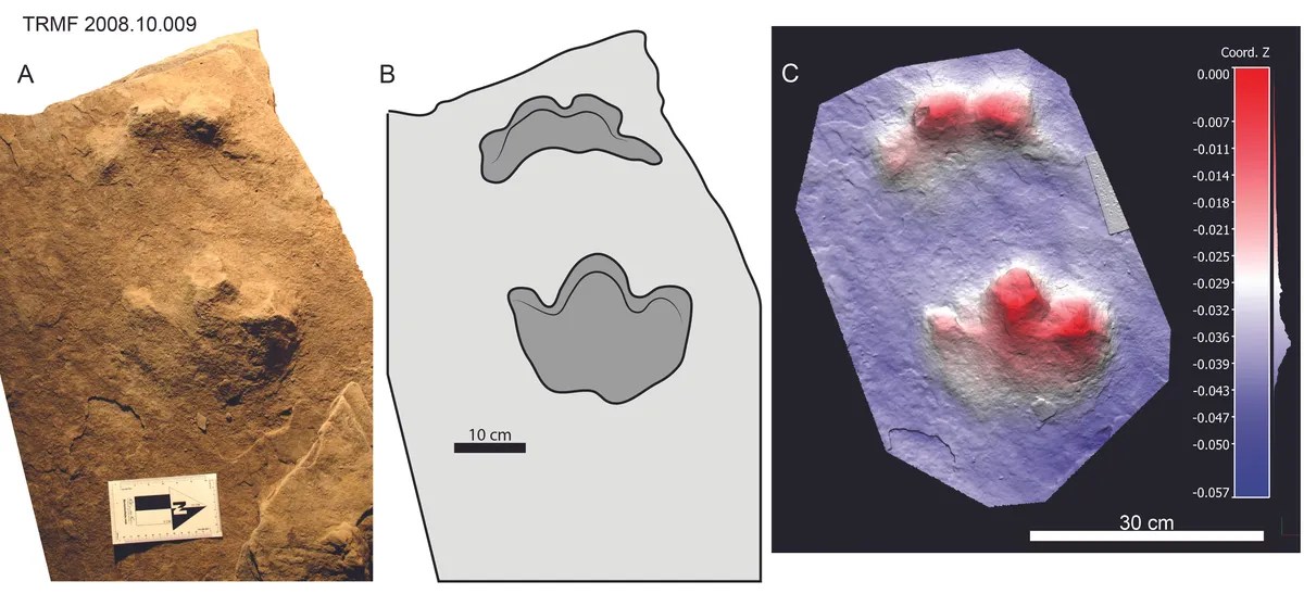 An image of the three-toed dinosaur footprints