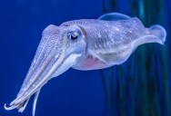 Deep Sea Mission Explores The Coldest Depths Of The Antarctic Ocean And Captures Incredible Video Of Squids And Other Sea Life