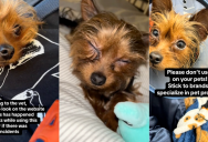 ‘We started to notice yellow stuff coming out of his right eye.’ – A Dog Owner Warned People Against Using A Specific Pet Shampoo