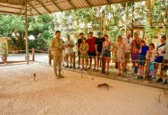 Ronin The Heroic Rat Breaks The Guinness World Record For Detecting The Most Landmines